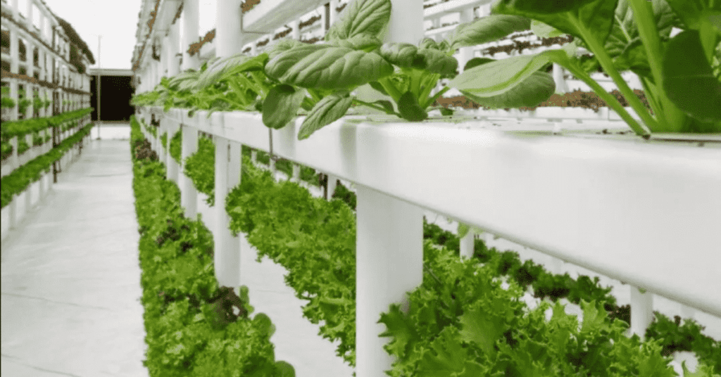 Benefits of Organic Farming 