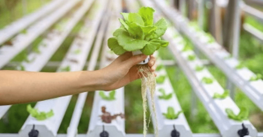 hydroponic farming in rajasthan
