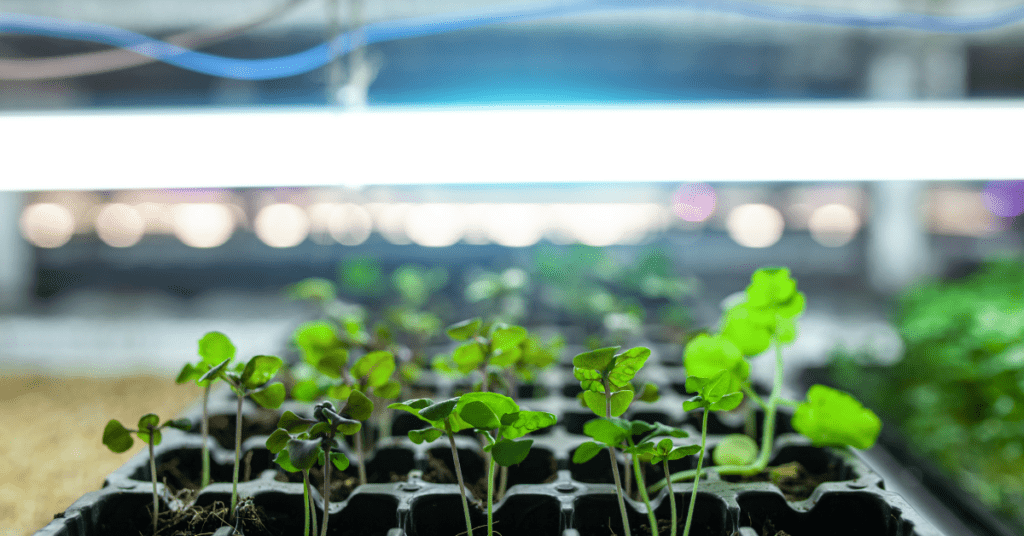 hydroponic farming