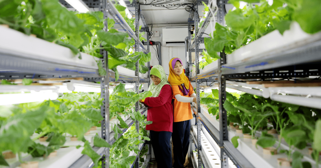 hydroponic farming