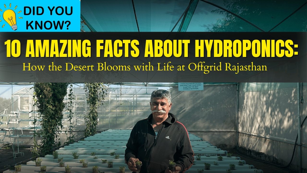 10 Amazing Facts About Hydroponics: How the Desert Blooms with Life at Offgrid Rajasthan