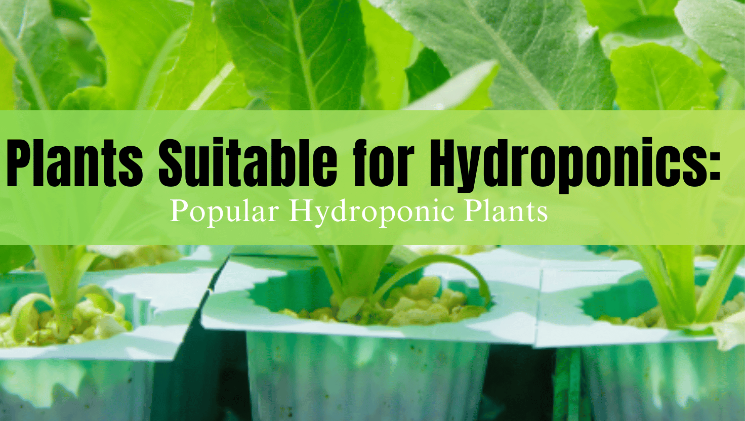 🌱 Plants Suitable for Hydroponics: Popular Hydroponic Plants 💧